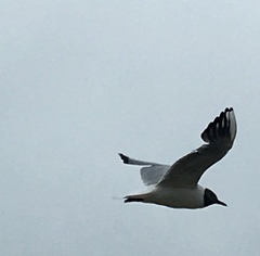 Chroicocephalus ridibundus