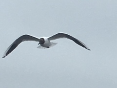 Chroicocephalus ridibundus