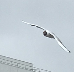 Chroicocephalus ridibundus