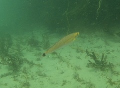 Halichoeres californicus