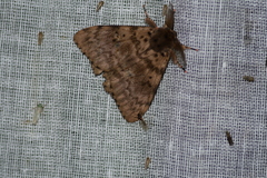 Lymantria incerta