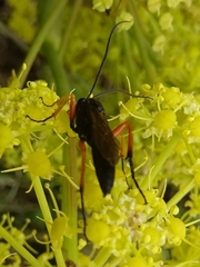 Thyrateles camelinus