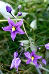 Solanum dulcamara