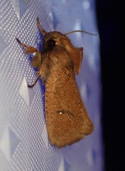 Acrolophus walsinghami