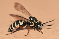 Triepeolus helianthi