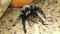 Brachypelma albiceps