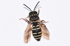 Triepeolus helianthi