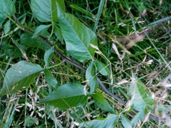 Solanum dulcamara