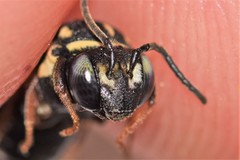 Triepeolus helianthi