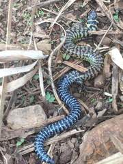 Lygosoma haroldyoungi