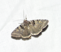 Cosmia praeacuta
