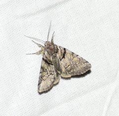 Cosmia praeacuta