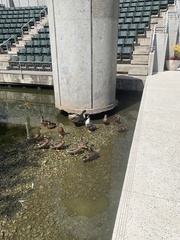 Anas platyrhynchos domesticus