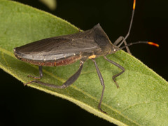Anoplocnemis curvipes