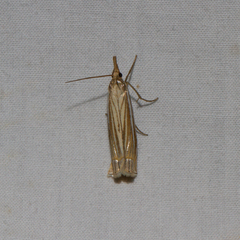 Crambus laqueatellus