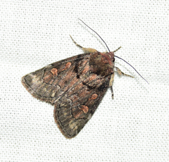 Cosmia praeacuta