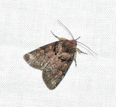 Cosmia praeacuta