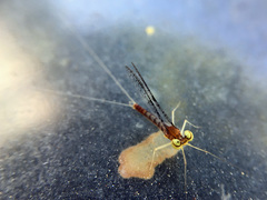 Leucrocuta aphrodite