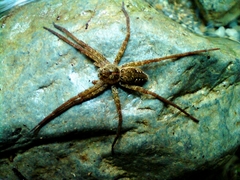Dolomedes holti