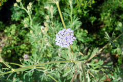 Trachymene coerulea