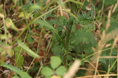 Cirsium filipendulum