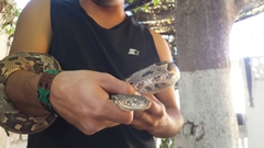 Trimorphodon biscutatus