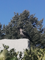Corvus cornix