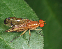 Tetanocera clara