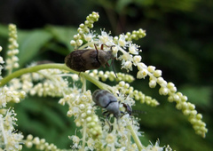 Araeopidius monachus