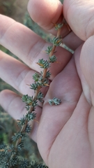 Aspalathus acanthophylla