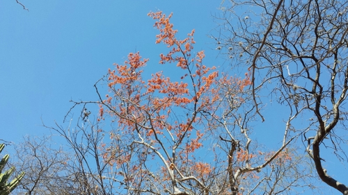 Erythrostemon oyamae · iNaturalist