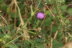 Cirsium filipendulum