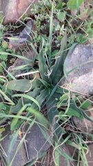 Cyanella hyacinthoides