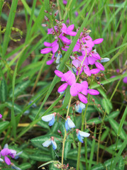 Desmodium batocaulon