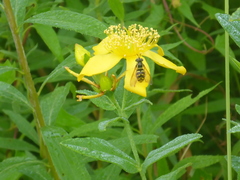 Chrysotoxum pubescens