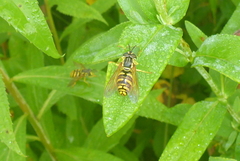 Chrysotoxum pubescens