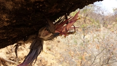 Tillandsia circinnatioides