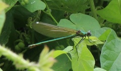 Calopteryx splendens