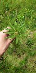 Rhododendron tomentosum
