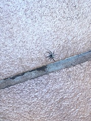 Menemerus semilimbatus