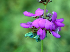 Desmodium batocaulon