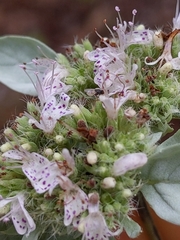 Pycnanthemum albescens