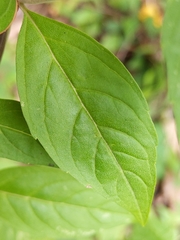 Pycnanthemum albescens