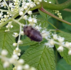 Araeopidius monachus