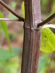 Pycnanthemum albescens
