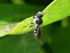 Lasioglossum sexnotatum