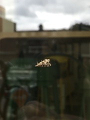 Eudonia lacustrata