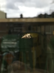 Eudonia lacustrata