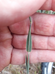 Holcus lanatus