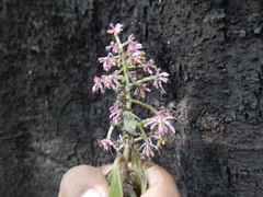 Parathesis donnell-smithii